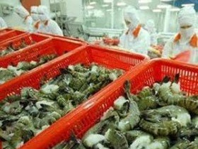 Con tôm Việt "cõng" hai loại thuế ở thị trường Mỹ