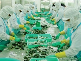 Cảnh báo kẽ hở chính sách từ vụ kiện trợ cấp tôm