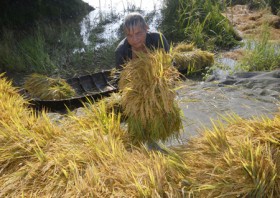 Giá tạ thóc chỉ bằng cân thịt bò!