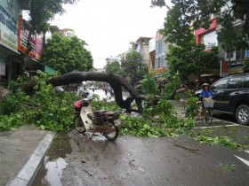 Thanh Hóa: Xác xơ sau bão Mangkhut