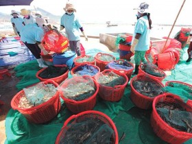 Con tôm xuất khẩu còng lưng gánh thuế