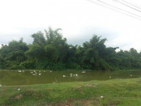Tiến Nông (Thanh Hóa): Đảo cò, nay chỉ còn vịt