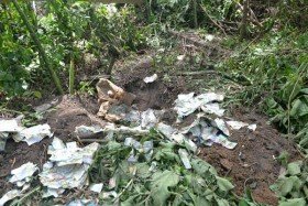 Nicotex Thanh Thái tẩu tán chất độc: Thêm những hình ảnh rợn người