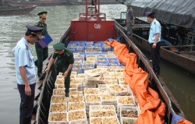 30.000 con gà Trung Quốc "vượt biển" vào Việt Nam