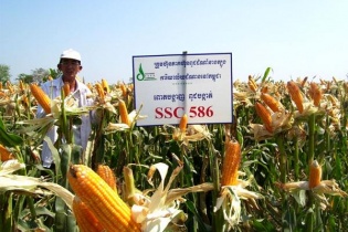 SSC: Lửa thử vàng