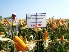SSC: Lửa thử vàng