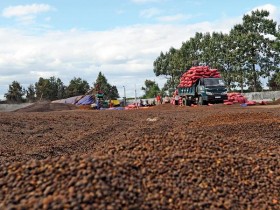 Thu mua cà phê: cảnh giác hỏa mù của giới đầu cơ