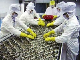 Tôm Việt Nam rộng đường vào Hoa Kỳ