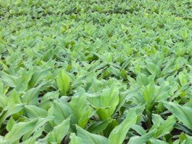 2,5 triệu USD cho 8 dự án vì người thu nhập thấp