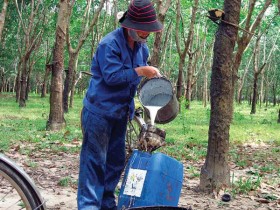 Doanh nghiệp cao su: Chế biến mất mùa, chế tạo hưởng lợi