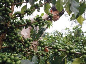 Nông nghiệp cần một cuộc cách mạng: Bắt đầu từ thể chế