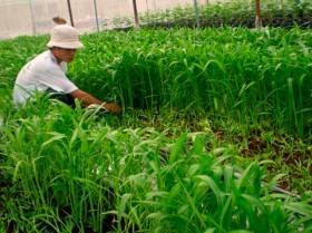 Giá đỗ, susu... dài mượt nhờ "tắm" thuốc kích thích