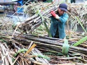 Bầu Đức có quay lưng người trồng mía Việt Nam?
