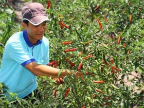 Đại gia Hàn “săn” thực phẩm Việt