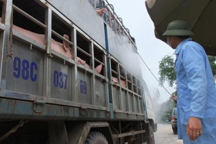 Thương lái Trung Quốc ồ ạt mua heo Việt Nam