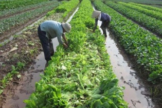 METRO xây dựng chuỗi cung ứng rau an toàn tại miền Bắc