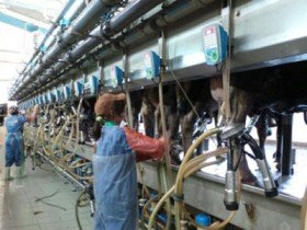 Canada bán 10.000 con bò cho TH true Milk