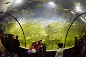 Khám phá thiên đường trong lòng đất Vincom Mega Mall