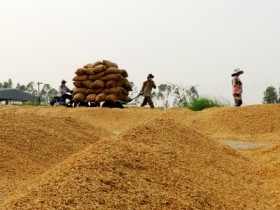 Nghị định về ưu đãi lớn khi đầu tư vào nông nghiệp