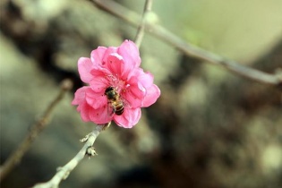 Đào Nhật Tân sẵn sàng đón Tết