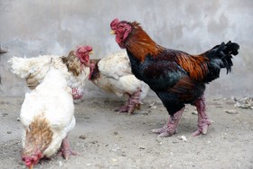 Trại gà tiến vua Đông Tảo qúy hiếm