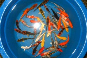 Cá chép "lạ" trong dịp lễ ông Táo 23 tháng chạp