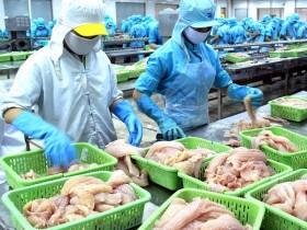 Dự luật của Mỹ lại làm khó cá da trơn Việt Nam