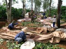 Giá cà phê xuất khẩu tăng thêm 20%