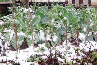 Sa Pa, Bát Xát tuyết phủ trắng