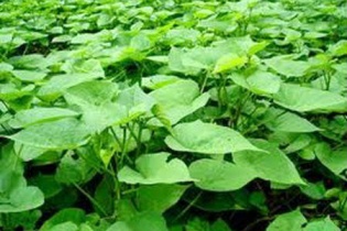 Thu mua lá khoai lang giá cao, thương lái Trung Quốc định giở trò gì?