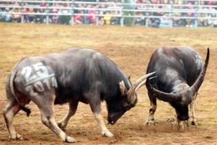 Hội chọi trâu Phúc Thọ: Lên ngôi Ngưu Vương chỉ sau 6 giây!