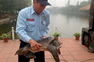 Ba ba “khủng” không thể thả vào Hồ Gươm làm bạn với cụ Rùa!