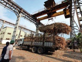 Doanh nghiệp mía đường loay hoay tìm vị ngọt