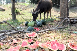 Quảng Ngãi: Nông dân đổ dưa hấu cho trâu, bò ăn