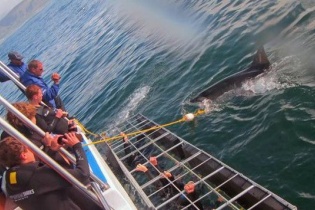 Cá mập trắng điên cuồng lao vào nhóm thợ lặn