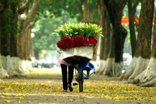 Hà Nội cuối mùa xuân "trải" lá vàng