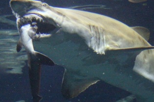 Lạnh người cảnh cá mập nuốt đồng loại ở công viên thủy cung