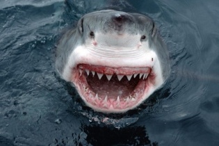 Australia "truy sát" gần 200 con cá mập quý hiếm