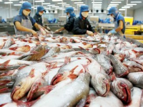 Đã có "gậy" chống bán phá giá cá tra