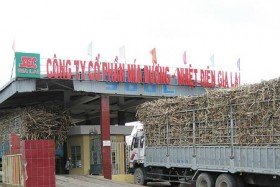 Mía đường Nhiệt điện Gia Lai tăng tồn kho 5 lần