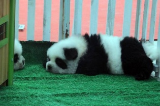 Chiêu độc "biến" chó thành gấu trúc để phản đối... ăn thịt chó