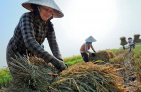 Thu nhập của người trồng lúa chỉ đủ uống cà phê sáng