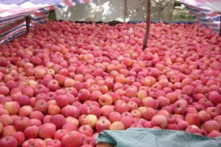 Phát hiện 300 tấn hoa quả Trung Quốc nhiễm độc tuồn sang Việt Nam