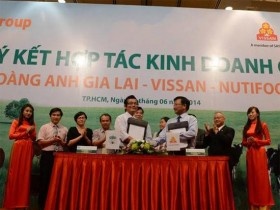 HAGL, Nutifood, Vissan bắt tay thách thức Vinamilk, TH Milk?