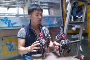 Thú chơi gà tre Serama giá hàng chục triệu của giới trẻ Hà Thành