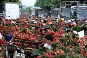 Trái vải tươi được ưu tiên làm thủ tục xuất khẩu