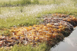 Truy tìm nguyên nhân hàng chục bao tải Siro ho, can-xi trẻ em bị đổ ra cánh đồng