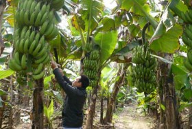 Trung Quốc ra thông báo trả đũa nông sản Việt Nam