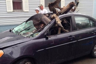 Nai sừng tấm khổng lồ đâm chí tử vỡ tan kính, lọt vào xe ô tô