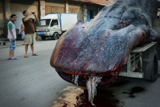 Trung Quốc bắt được "quái vật biển" nặng gần 2 tấn